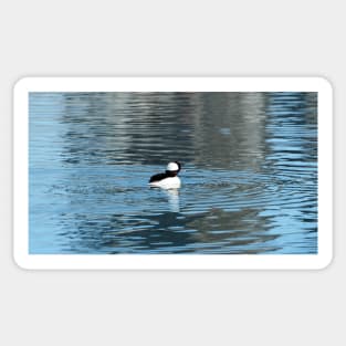 Bufflehead Swimming In The Water Sticker